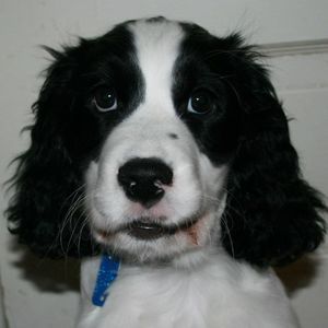 Meet your Posher, Molly